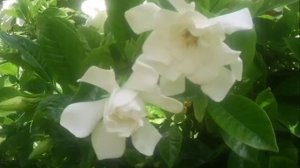 Дендрарий.mp4