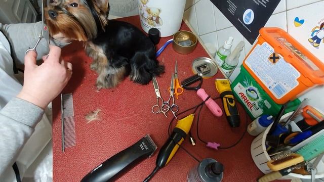 Стрижка Молли, доченька нашей Люси смотреть онлайн