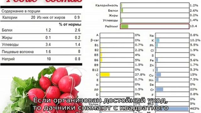 Редис: калорийность на 100 грамм