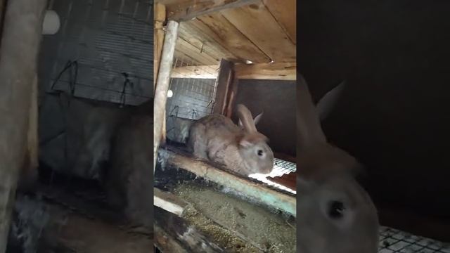 какой же должен быть идеальный комбикорм и сколько кроликам нужно сена смотреть онлайн