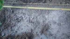 Как посадить клубнику осенью на грядке.Старый дедовский метод