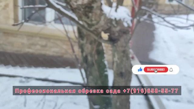 золотое правило обрезки плодовых. чем опасны растущие вниз ветви смотреть онлайн