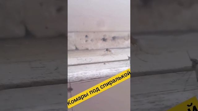 Комары под действием спирали