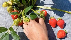 Альба. Клубника с высокой урожайностью.