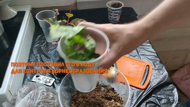 Сад сингониумов (Syngonium Garden) смотреть онлайн