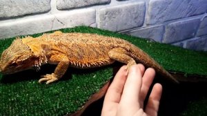 СОДЕРЖАНИЕ БОРОДАТЫХ АГАМ.