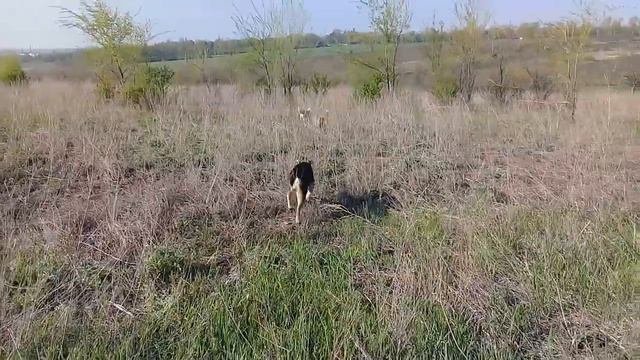 Собачьи Игры