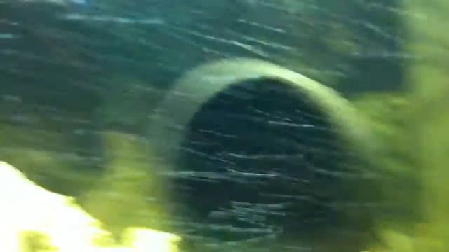 Как уживаются рыбы с раками смотреть онлайн