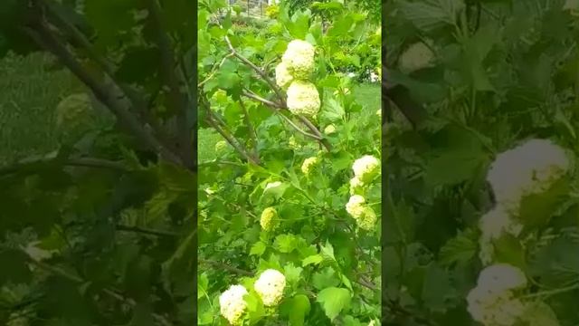 #Весной в парке