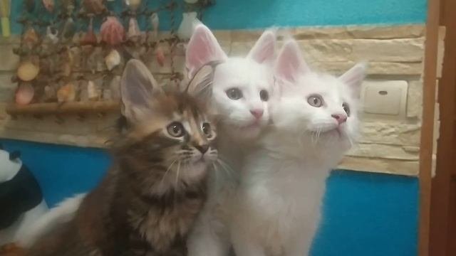 мейн-кун котята