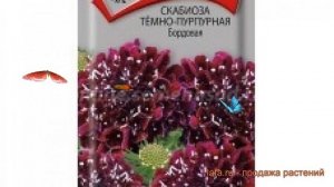Скабиоза пурпурная Темно-пурпурная Бордовая ? обзор: как сажать, семена скабиозы