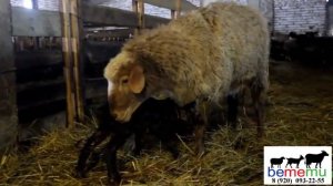 Ягнята и матки окотные породы Жирохвостики. Продажа