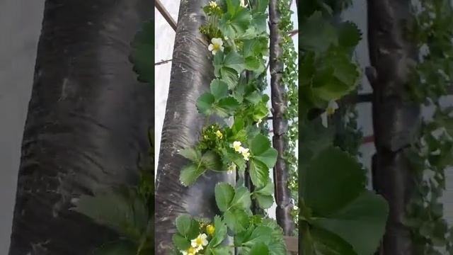 Кабрилло-сорт клубники.малообьемка.цветение.самый высокоурожайный сорт.сорт нсд
