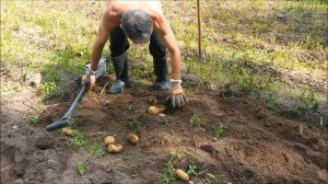 ведро картошки с куста