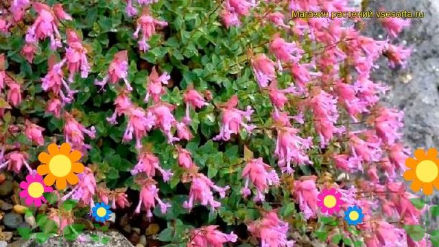 Душица аманская. Краткий обзор, описание характеристик, где купить саженцы origanum amanum смотреть онлайн