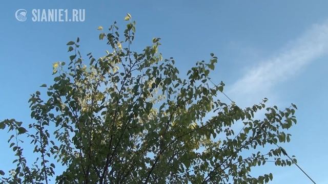 Осенняя обработка сада без химии (биопрепараты)