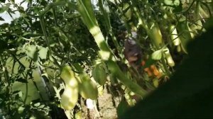 2. Недостатки и достоинства томата КАЗАНОВА