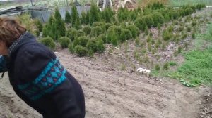 Готовим череночник для растений. Бюджетный вариант.