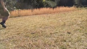 Тасманский дъявол