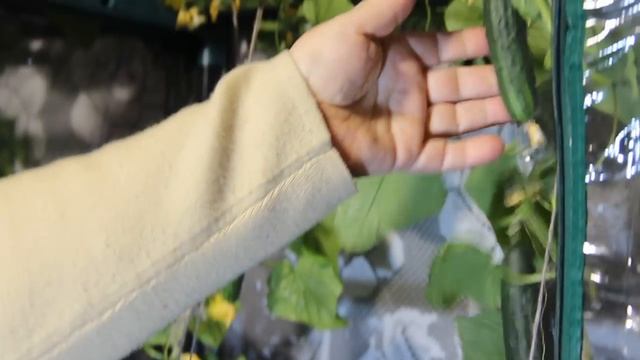 Свежие Овощи Дома Круглый Год. Огурцы На Подоконнике.