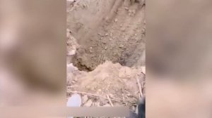 25 СЛУЧАЕВ, КОГДА ЖИВОТНЫЕ ПРОСИЛИ ЛЮДЕЙ О ПОМОЩИ