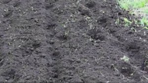 Яровой сорт чеснока как собрать хороший урожай