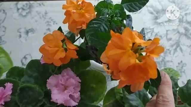 Цветущий сентябрь.2023. смотреть онлайн