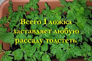 Всего 1 ложка заставляет рассаду толстеть
