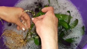 Щитовка на Орхидее | Как Обработать Орхидею от Щитовки | Dendr.Nobile