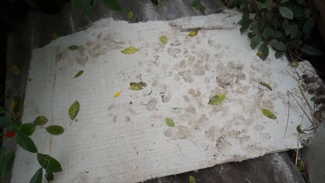 В Ревде чупакабра ) задавила сто кроликов ревда инфо тв смотреть онлайн