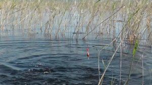 Ловля карася на мормышку весной. Fishing for carp fishing tackle huge.