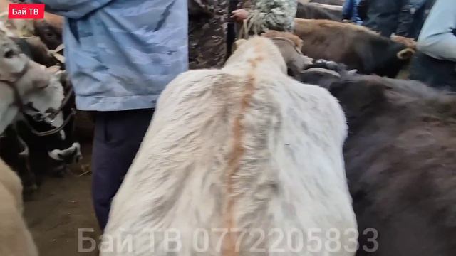 СААН УЙЛАР КУНАЖЫН УРГААЧЫ ТОРПОК БААЛАРЫ 🤯 #байтв смотреть онлайн