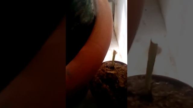 Экзотика на подоконнике смотреть онлайн