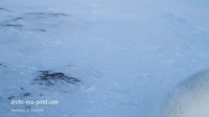 Песец зимой на фоне Баренцева моря в сильный мороз.