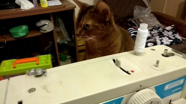 Супер! Кошка запомнила как работает машина и повторила! Шить шторку. DIY. смотреть онлайн