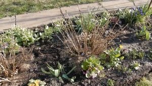 Гортензия крупнолистная  в апреле 2020г.Что происходит с крупнолистной гортензией.