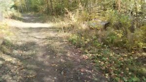 Гуляем по лесу