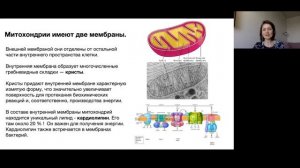 Интересное о митохондриях (вводная лекция)