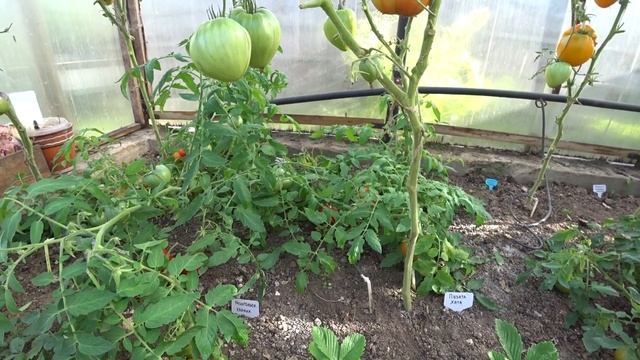 Обзор томатов для теплицы сорт Медная река, Монгольский карлик, Пузата Хата смотреть онлайн