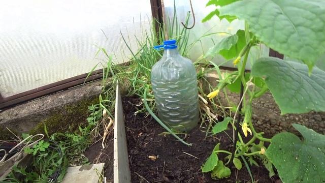 ✅Первые огурчики в Сибири в мае!!! смотреть онлайн