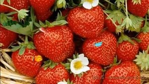 Земляника садовая Росинка (fragaria ananassa) ? Росинка обзор: как сажать, рассада земляники Росинк