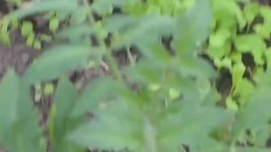 помидоры  через 2 недели после высадки в теплицу