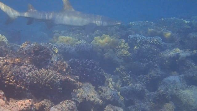 Белопёрая рифовая Акула смотреть онлайн