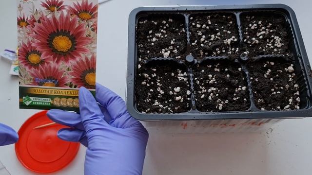 ГАЗАНИЯ. НЕВЕРОЯТНО КРАСИВЫЙ и НЕПРИХОТЛИВЫЙ однолетник. ВСЕ СЕКРЕТЫ выращивания из семян смотреть онлайн