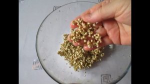 Как прорастить зелёную гречку в банке