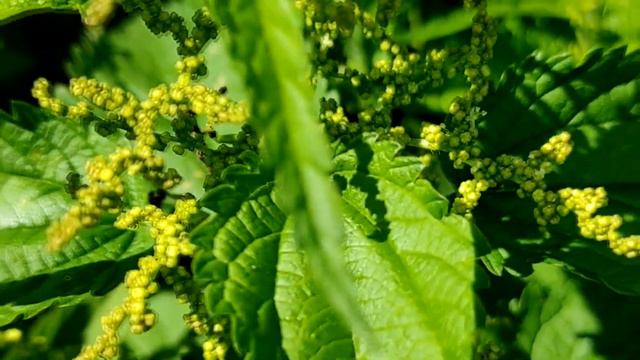 Эксперт озвучила полезные свойства крапивы для здоровья смотреть онлайн