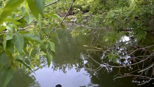 Ловля сома на живца и лягушек летом на малой реке. Самый простой способ ловли сома.