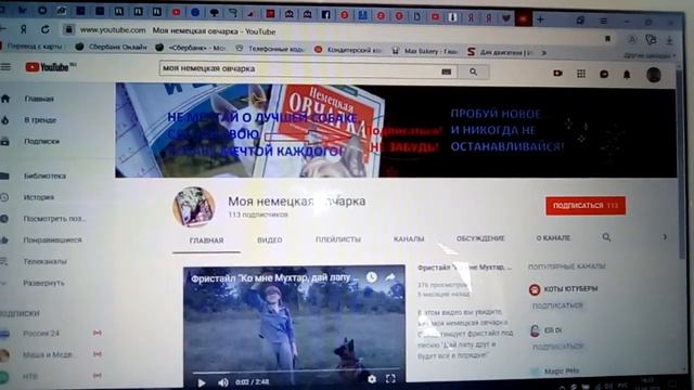 Немного о немецких овчарках.