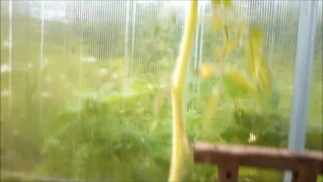 Мой огородный влог. Черешня РЕВНА порадовала урожаем)). А томаты - нет((. Грибы. Цветущий сад. смотреть онлайн