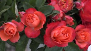 роза революшион, флорибунда, питомник роз полины козловой, rozarium.biz